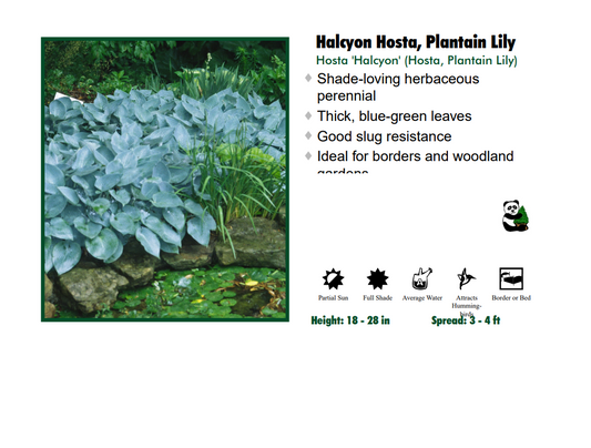 Hosta 'Halcyon'