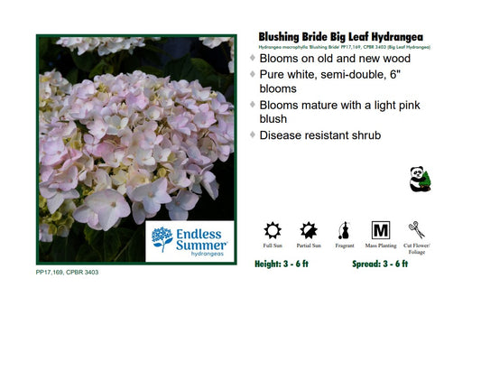 Hydrangea - Endless Summer Blushing Bride