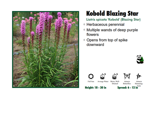 Liatris ‘Kobold’ Gayfeather