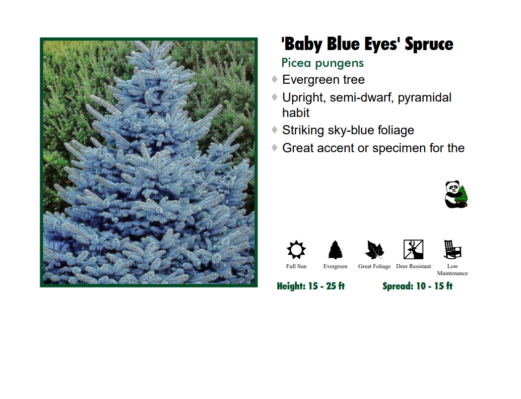 Spruce - Baby Blue Eyes Hybrid