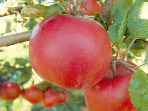 Apple - McIntosh Dwarf