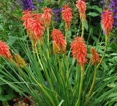 Kniphofia 'RedHot Popsicle' Red Hot Poker