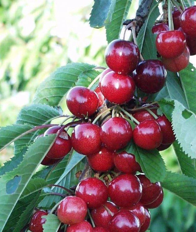 Cherry - Sweet Heart Semi-Dwarf