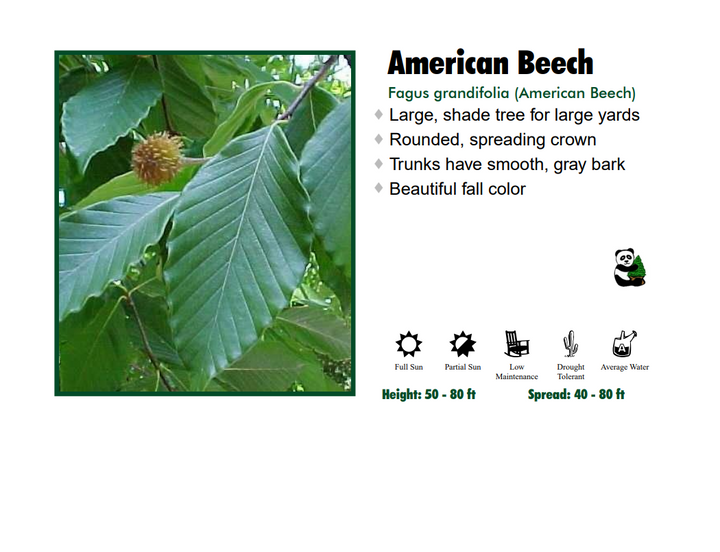 Beech - American