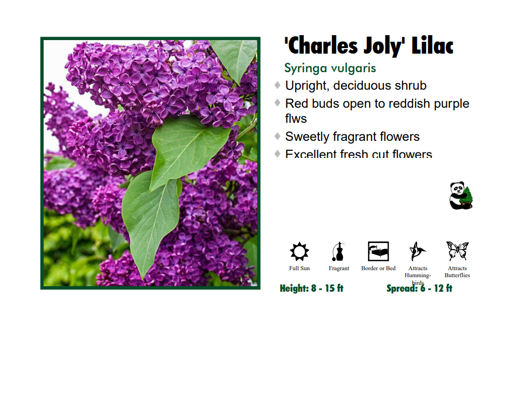 Lilac - Charles Joly Red Fragrant