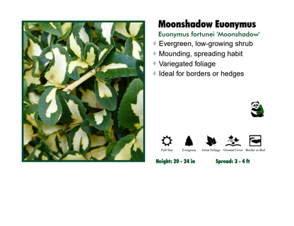 Euonymus - Moonshadow