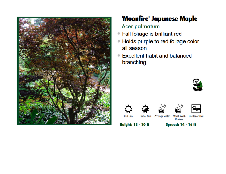 Japanese Maple - Moonfire