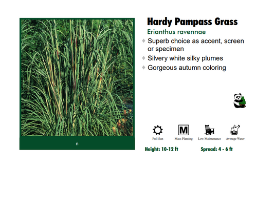 Pampas Grass - Hardy/Ravenna