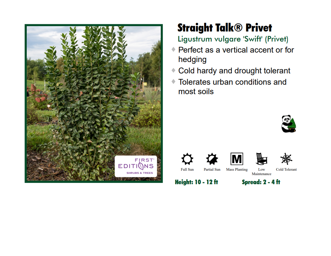 Privet - Straight Talk