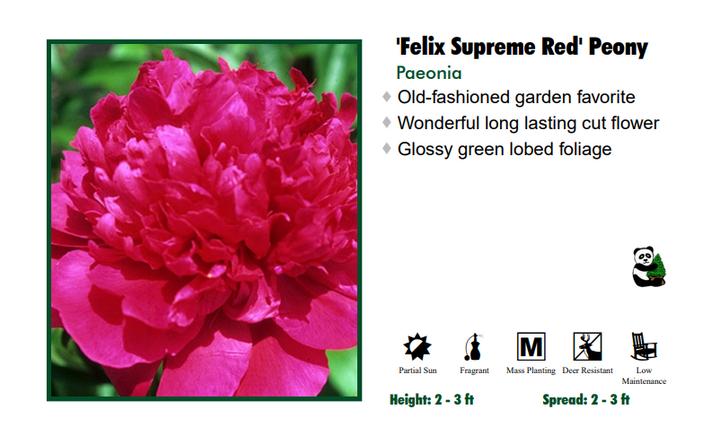 Peony 'Felix Supreme Red'
