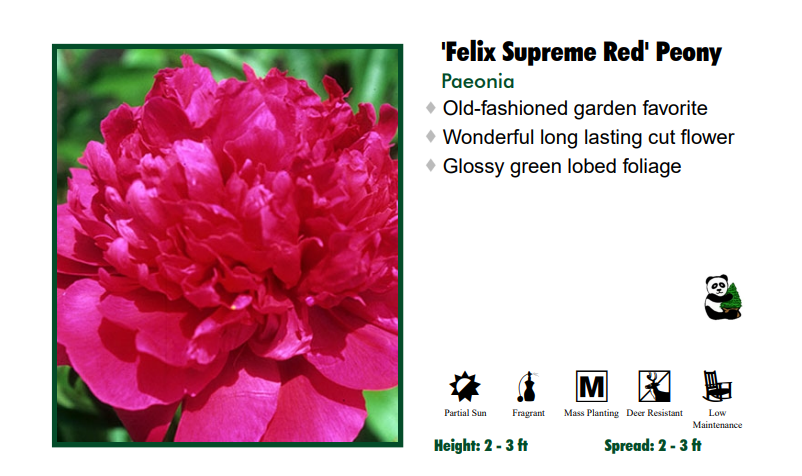 Paeonia 'Felix Supreme Red' Peony