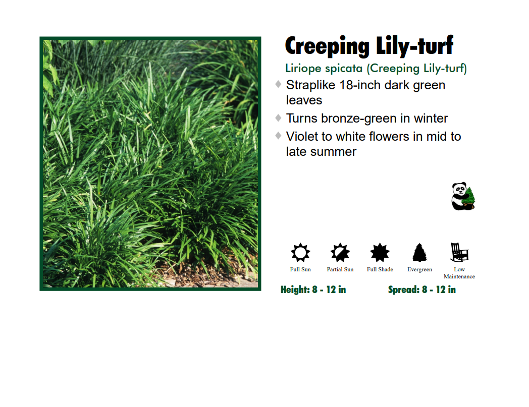 Grass - Liriope Spicata