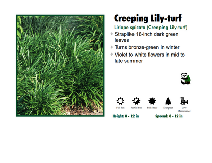 Grass - Liriope Spicata