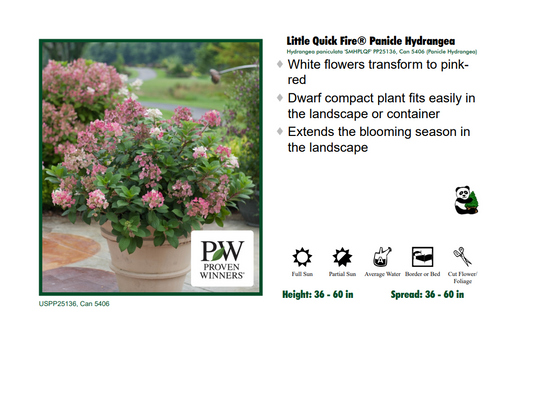 Hydrangea - Little Quick Fire