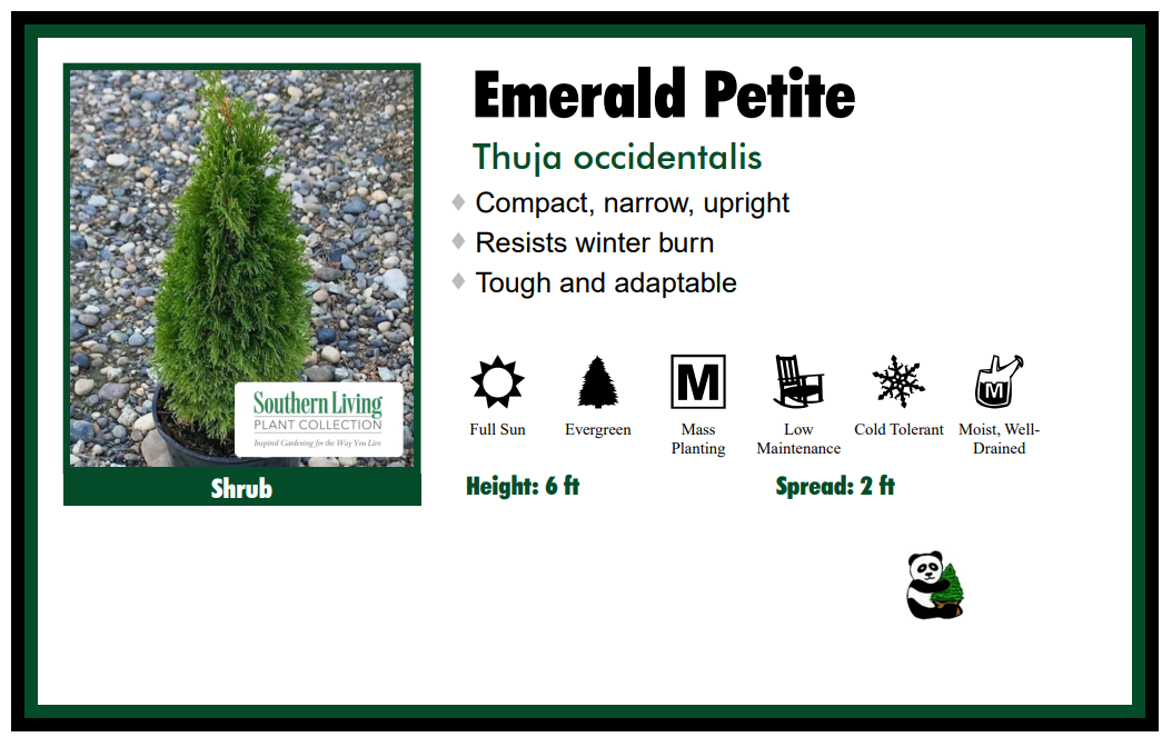 Arborvitae - Emerald Petite