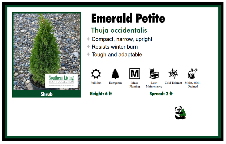 Arborvitae - Emerald Petite