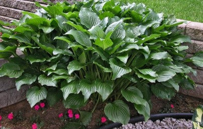Hosta - Royal Standard