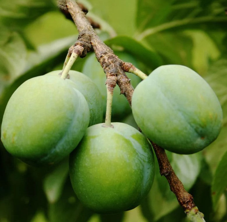 Plum - Green Gage Semi-Dwarf
