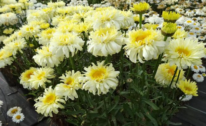 Leucanthemum 'Real Charmer' Daisy