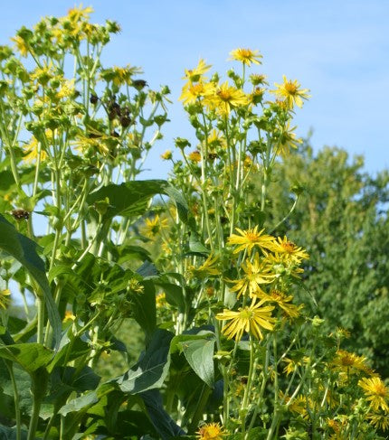 Silphium Perfoliatum (Cup Plant)