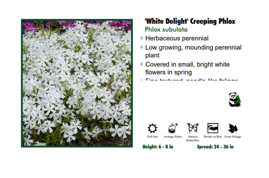 Phlox 'White Delight' Creeping Phlox