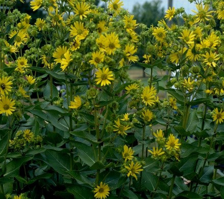 Silphium Integrifolium (Rosin Weed)