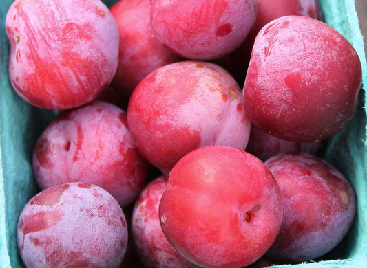 Plum - Toka Purple Red