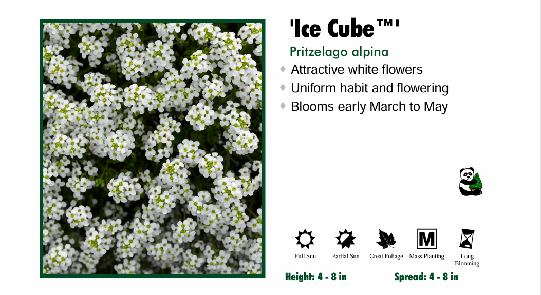 Pritzelago alpina 'Icecube' Pritzelago
