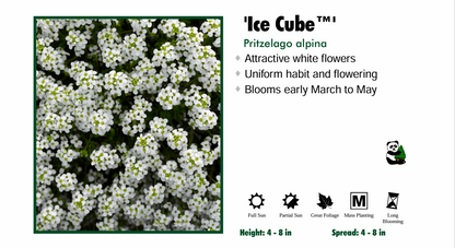 Pritzelago alpina 'Icecube' Pritzelago