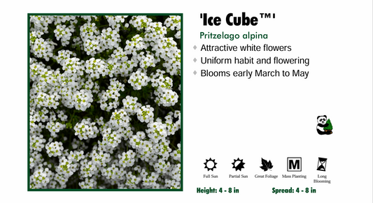 Pritzelago alpina 'Icecube' Pritzelago