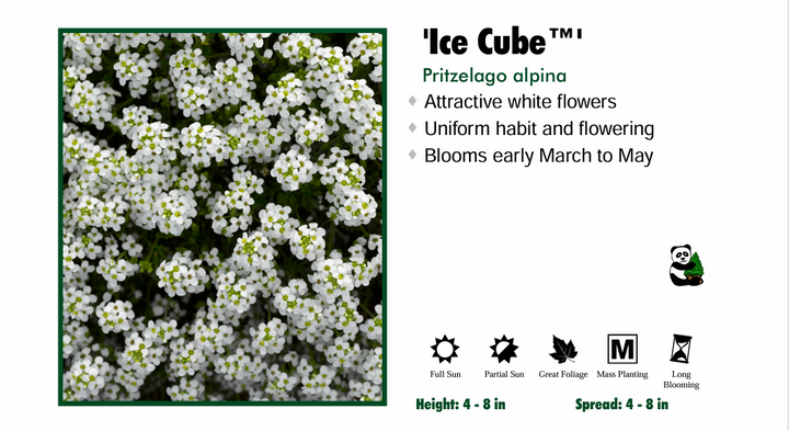 Pritzelago alpina 'Icecube' Pritzelago