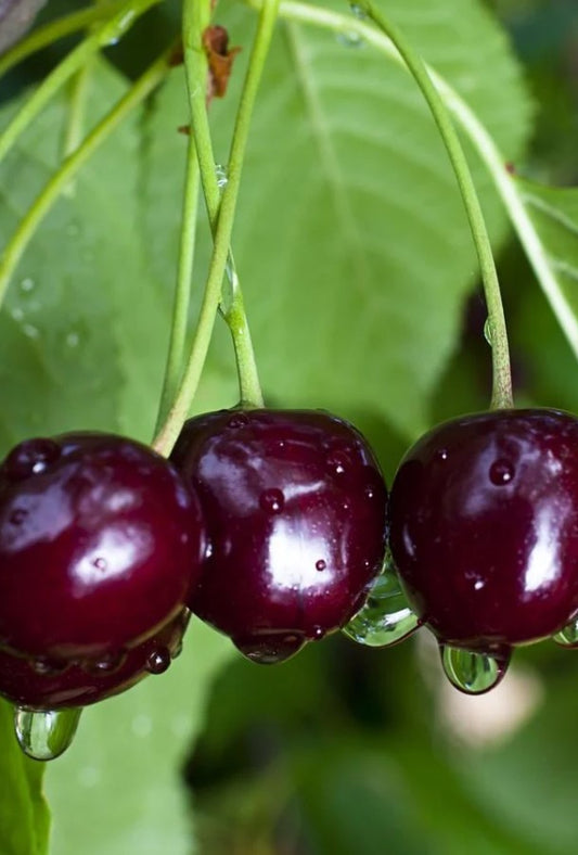 Cherry - Black Gold Sweet