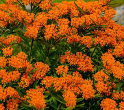 Asclepias Tuberosa Butterflyweed