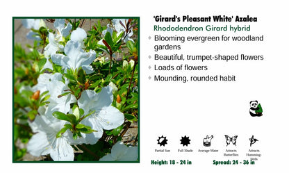 Azalea - Girard Pleasant White