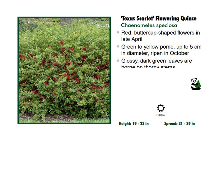 Quince - Texas Scarlet Red