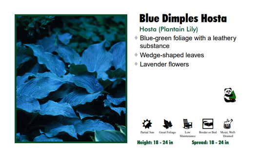 Hosta 'Blue Dimples'