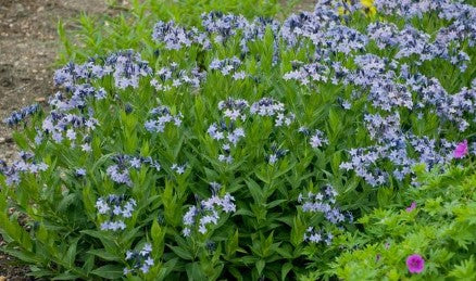 Amsonia 'Blue Ice' Blue Star