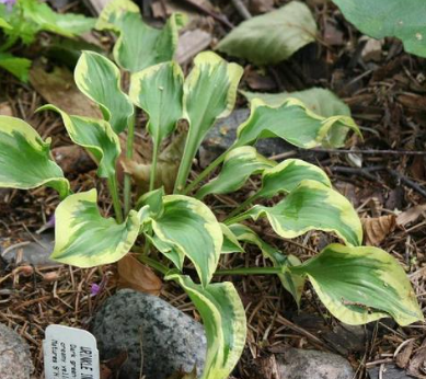 Hosta 'Wrinkle in Time'