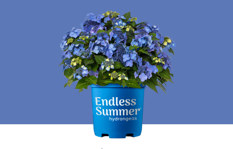 Hydrangea - Pop Star – Pandy's Garden Center