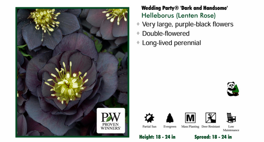 Helleborus 'Dark & Handsome'