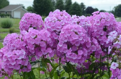 Phlox "Fashionably Early Flamingo" Tall Garden