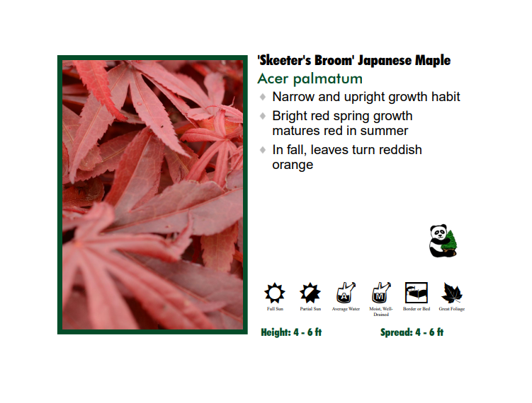 Japanese Maple - Skeeter's Broom