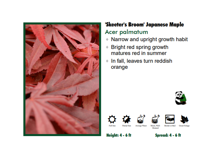 Japanese Maple - Skeeter's Broom