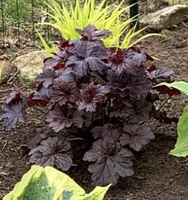 Heuchera 'Black Sea' Coralbells
