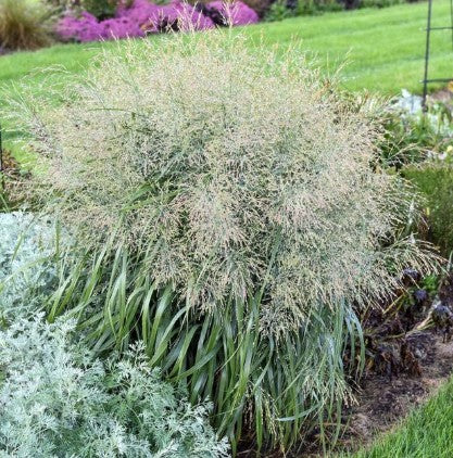 Switch Grass - Niagara Falls