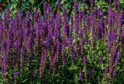 Salvia 'Violet Riot' Sage