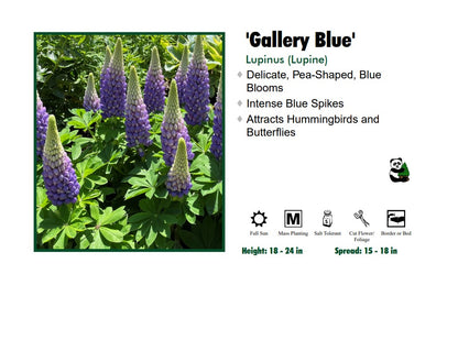 Lupinus Lupine