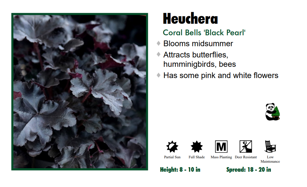 Heuchera 'Black Pearl' Coral Bells
