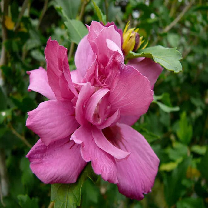 Rose of Sharon - Lucy