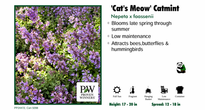 Nepeta ‘Cats Meow'